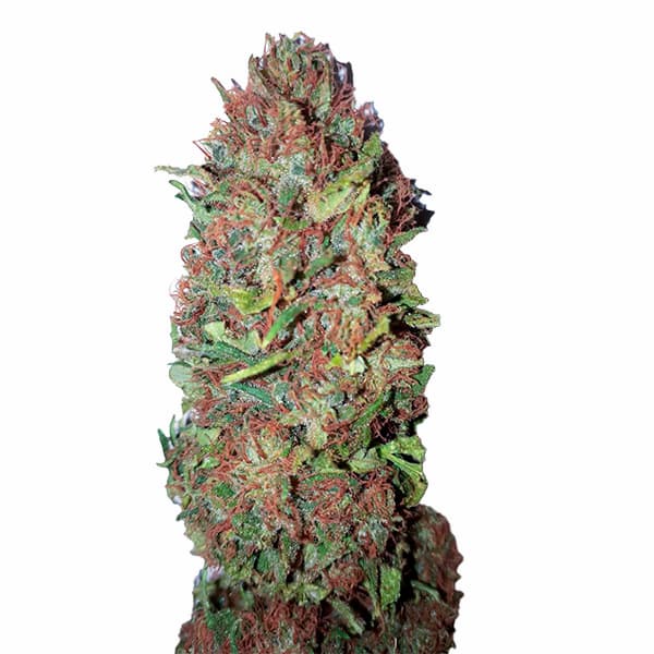 AC DC Cookies CBD+ > CBD+ Buds | CBD cannabis seeds  |  Indica